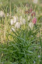 Snakes head Fritillaria meleagris, flowering purple and white